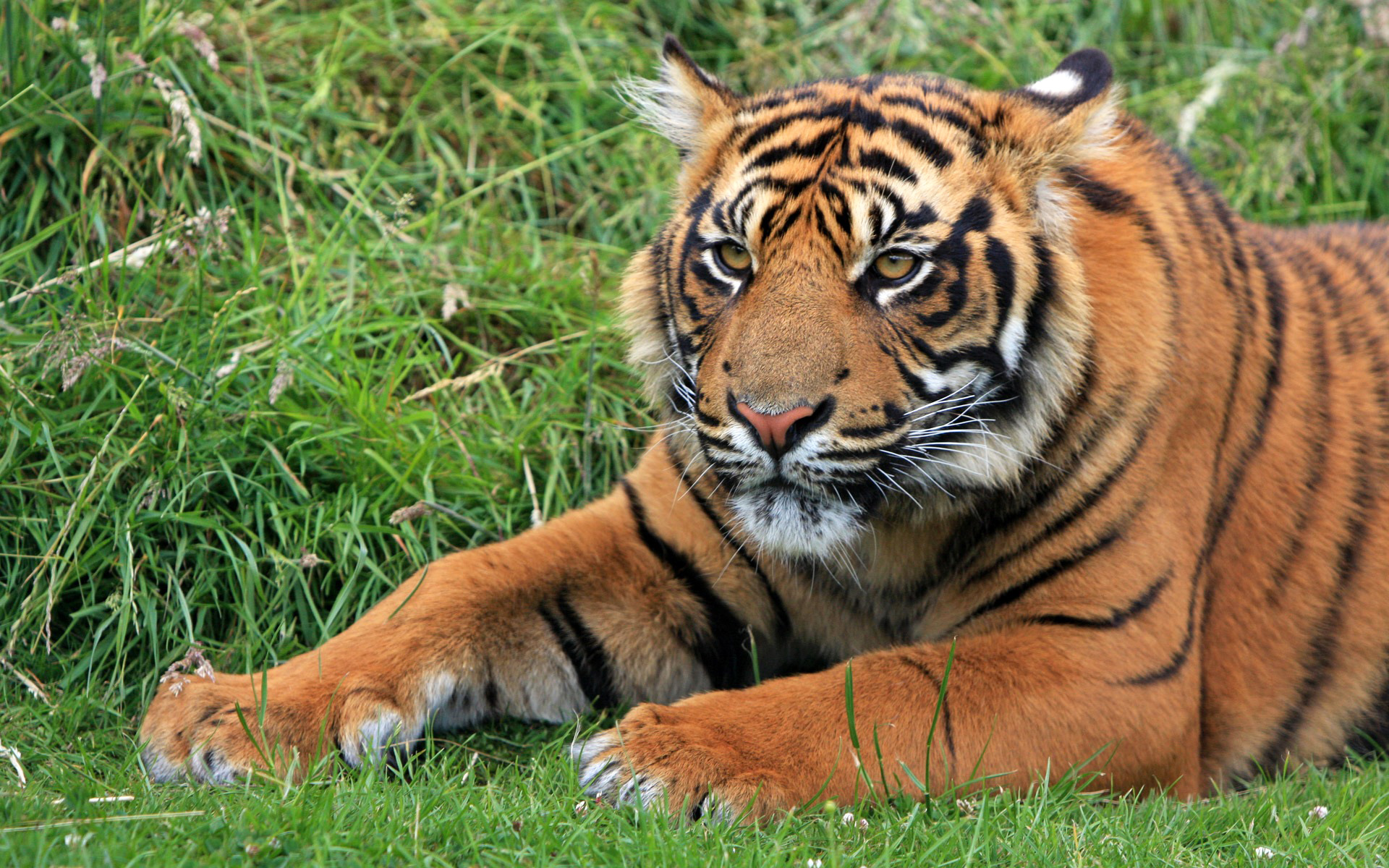 Wild Sumatran Tiger9352915391 - Wild Sumatran Tiger - Wild, Tiger, Sumatran, Lioness